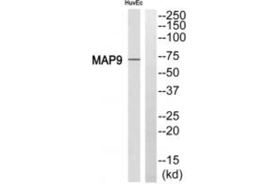Western blot - MAP9 Antibody from Signalway Antibody (34789) - Antibodies.com