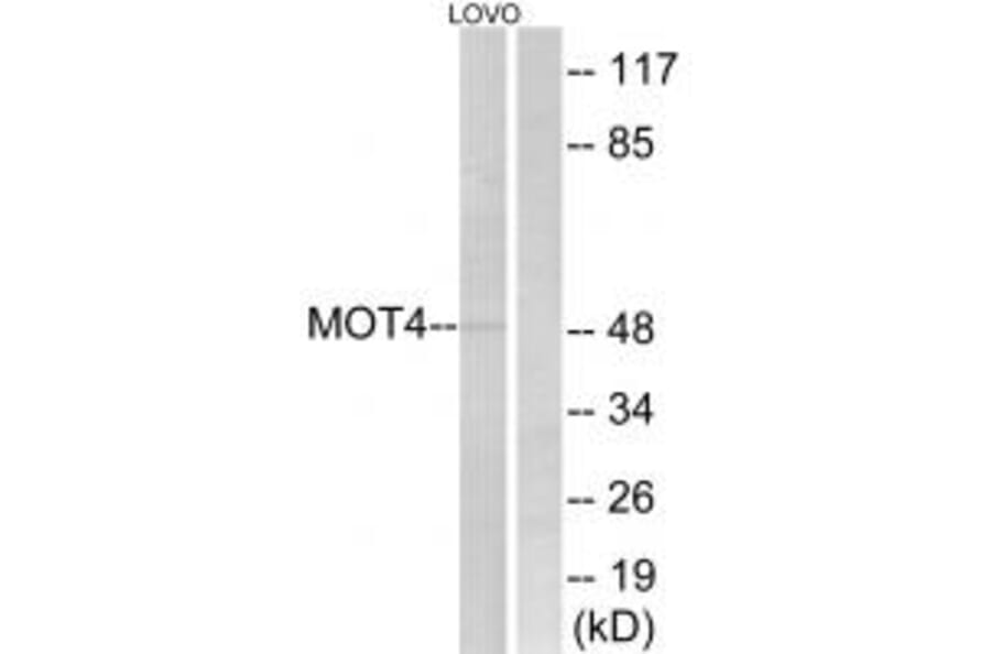 Western blot - MOT4 Antibody from Signalway Antibody (34807) - Antibodies.com