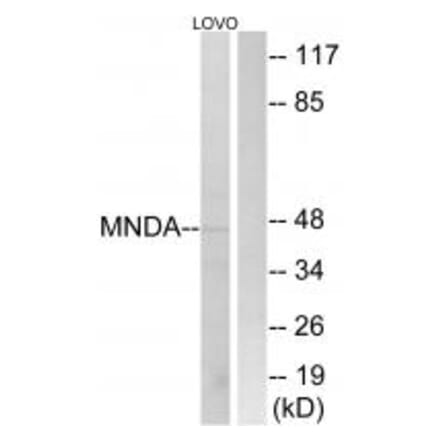 Western blot - MNDA Antibody from Signalway Antibody (34813) - Antibodies.com