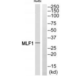 Western blot - MLF1 Antibody from Signalway Antibody (34814) - Antibodies.com