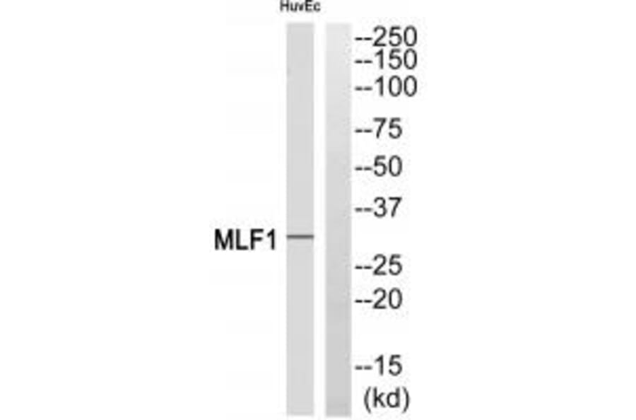 Western blot - MLF1 Antibody from Signalway Antibody (34814) - Antibodies.com
