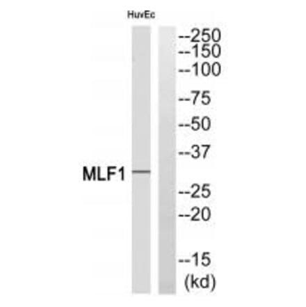 Western blot - MLF1 Antibody from Signalway Antibody (34814) - Antibodies.com