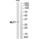 Western blot - MLF1 Antibody from Signalway Antibody (34814) - Antibodies.com