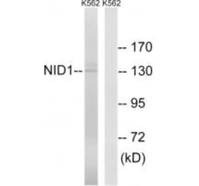 Western blot - NID1 Antibody from Signalway Antibody (34865) - Antibodies.com