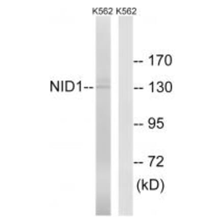 Western blot - NID1 Antibody from Signalway Antibody (34865) - Antibodies.com