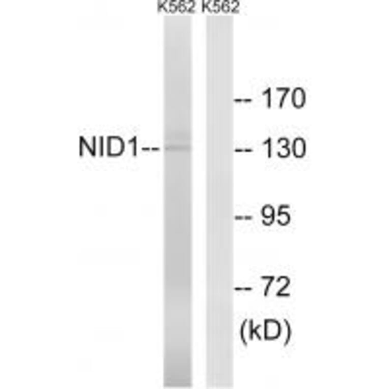 Western blot - NID1 Antibody from Signalway Antibody (34865) - Antibodies.com