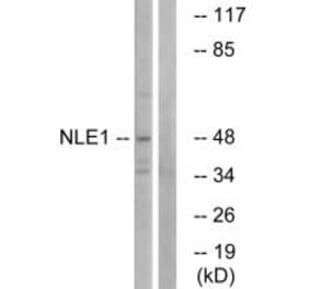 Western blot - NLE1 Antibody from Signalway Antibody (34866) - Antibodies.com