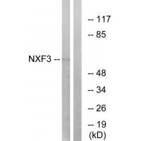 Western blot analysis of extracts from MCF-7 cells, using NXF3 antibody #34872.