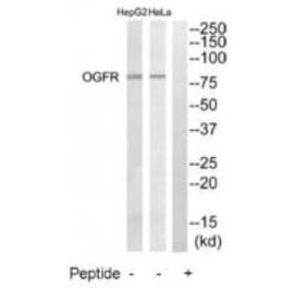 Western blot - OGFR Antibody from Signalway Antibody (34880) - Antibodies.com