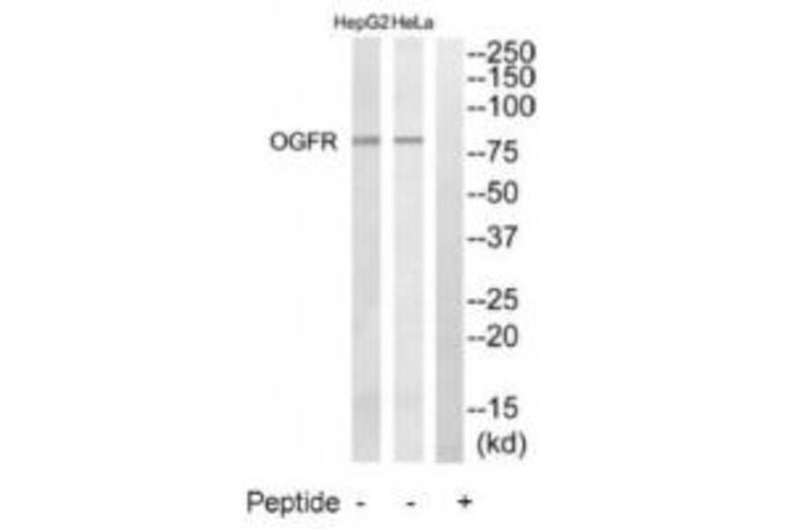 Western blot - OGFR Antibody from Signalway Antibody (34880) - Antibodies.com