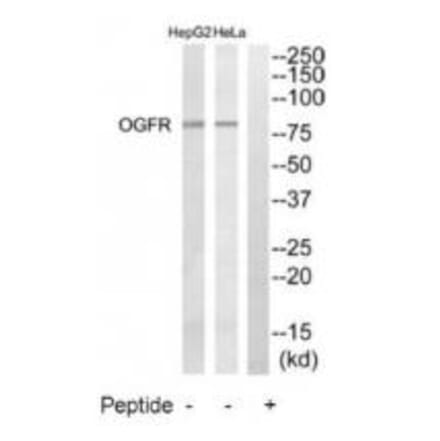 Western blot - OGFR Antibody from Signalway Antibody (34880) - Antibodies.com