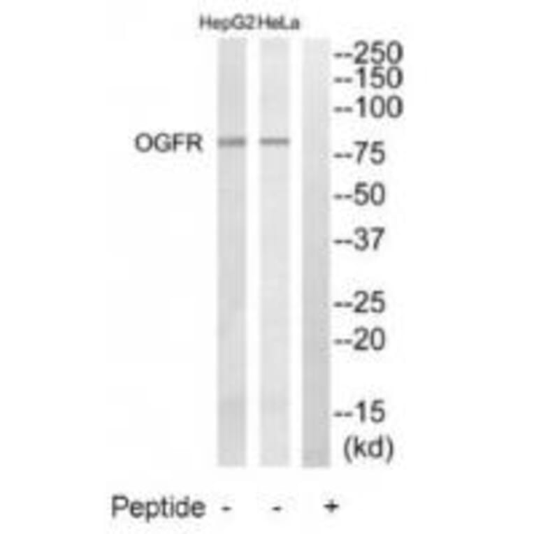 Western blot - OGFR Antibody from Signalway Antibody (34880) - Antibodies.com