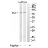 Western blot - OGFR Antibody from Signalway Antibody (34880) - Antibodies.com