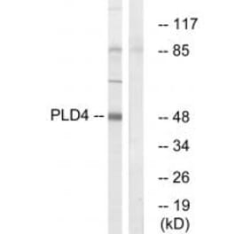 Western blot - PLD4 Antibody from Signalway Antibody (34905) - Antibodies.com