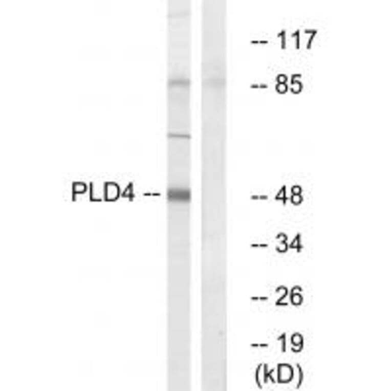 Western blot - PLD4 Antibody from Signalway Antibody (34905) - Antibodies.com