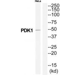 Western blot - PDK1 Antibody from Signalway Antibody (34944) - Antibodies.com