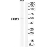 Western blot - PDK1 Antibody from Signalway Antibody (34944) - Antibodies.com