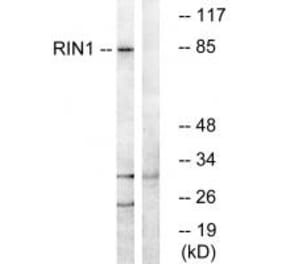 Western blot - RIN1 Antibody from Signalway Antibody (34961) - Antibodies.com