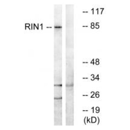 Western blot - RIN1 Antibody from Signalway Antibody (34961) - Antibodies.com