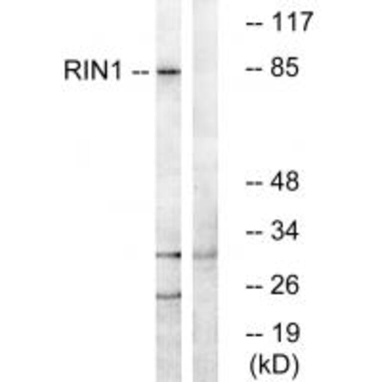 Western blot - RIN1 Antibody from Signalway Antibody (34961) - Antibodies.com