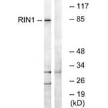 Western blot - RIN1 Antibody from Signalway Antibody (34961) - Antibodies.com