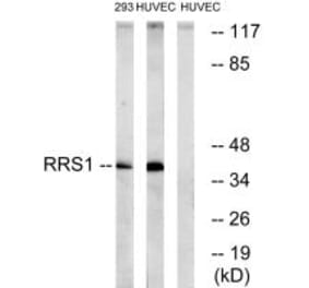 Western blot - RRS1 Antibody from Signalway Antibody (35002) - Antibodies.com