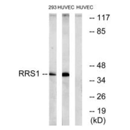 Western blot - RRS1 Antibody from Signalway Antibody (35002) - Antibodies.com