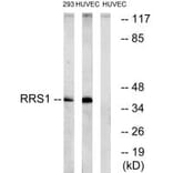 Western blot - RRS1 Antibody from Signalway Antibody (35002) - Antibodies.com