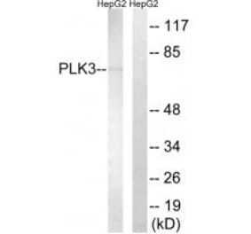 Western blot - PLK3 Antibody from Signalway Antibody (35023) - Antibodies.com