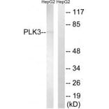 Western blot - PLK3 Antibody from Signalway Antibody (35023) - Antibodies.com
