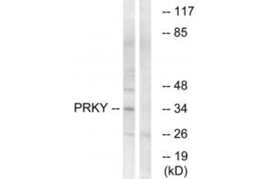 Western blot - PRKY Antibody from Signalway Antibody (35026) - Antibodies.com