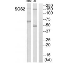 Western blot - SOS2 Antibody from Signalway Antibody (35069) - Antibodies.com