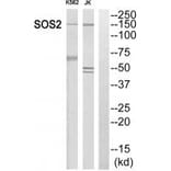Western blot - SOS2 Antibody from Signalway Antibody (35069) - Antibodies.com