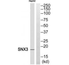 Western blot - SNX3 Antibody from Signalway Antibody (35070) - Antibodies.com