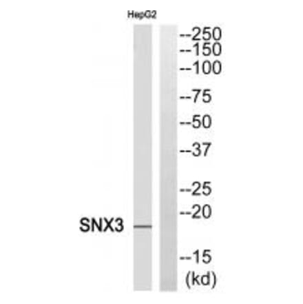 Western blot - SNX3 Antibody from Signalway Antibody (35070) - Antibodies.com