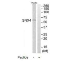 Western blot - SNX4 Antibody from Signalway Antibody (35071) - Antibodies.com
