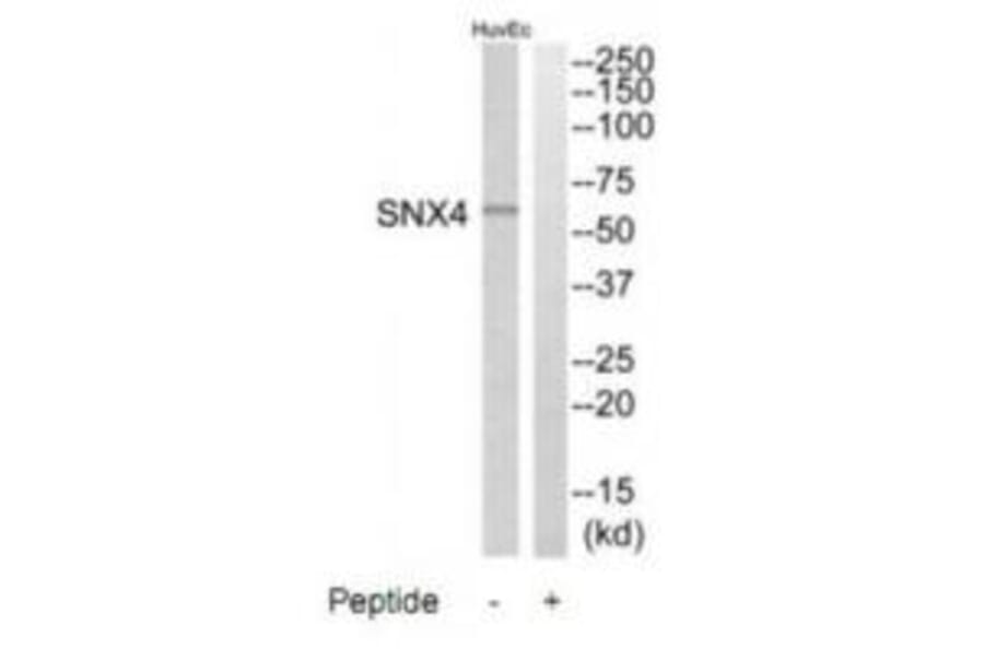 Western blot - SNX4 Antibody from Signalway Antibody (35071) - Antibodies.com