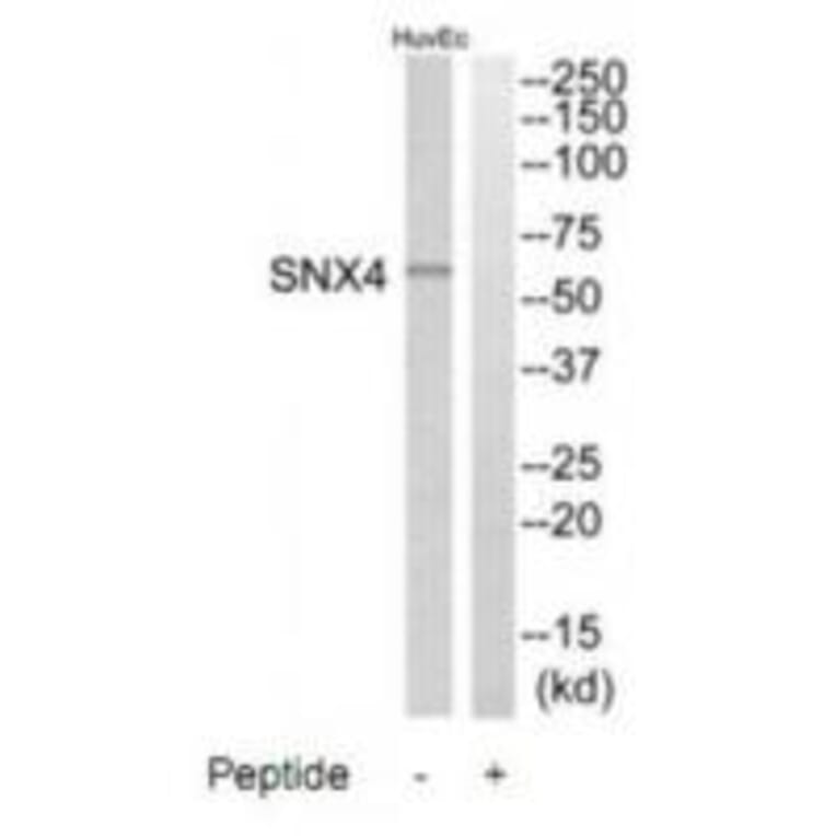 Western blot - SNX4 Antibody from Signalway Antibody (35071) - Antibodies.com