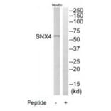 Western blot - SNX4 Antibody from Signalway Antibody (35071) - Antibodies.com