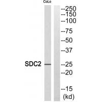 Western blot analysis of extracts from COLO cells, using SDC2 antibody #35086.