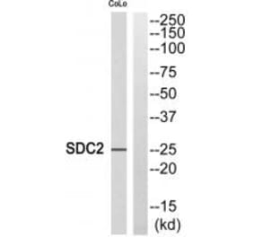 Western blot - SDC2 Antibody from Signalway Antibody (35086) - Antibodies.com