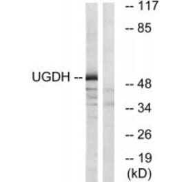 Western blot - UGDH Antibody from Signalway Antibody (35134) - Antibodies.com