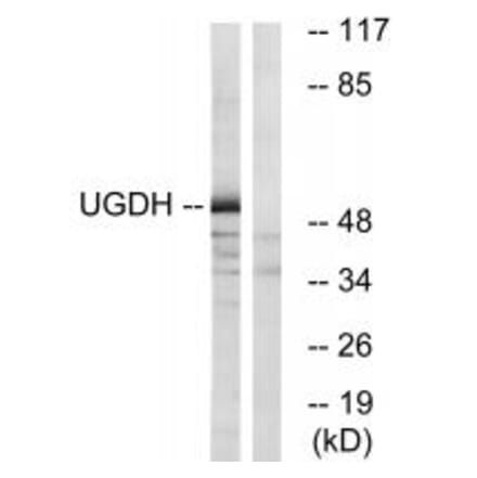 Western blot - UGDH Antibody from Signalway Antibody (35134) - Antibodies.com