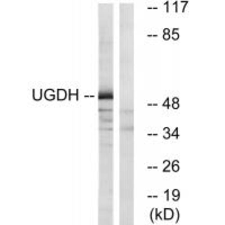 Western blot - UGDH Antibody from Signalway Antibody (35134) - Antibodies.com