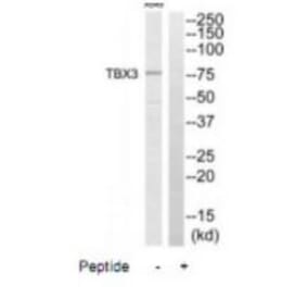 Western blot - TBX3 Antibody from Signalway Antibody (35173) - Antibodies.com