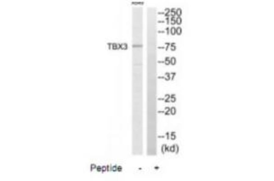 Western blot - TBX3 Antibody from Signalway Antibody (35173) - Antibodies.com