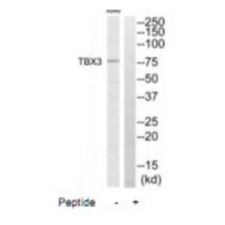 Western blot - TBX3 Antibody from Signalway Antibody (35173) - Antibodies.com