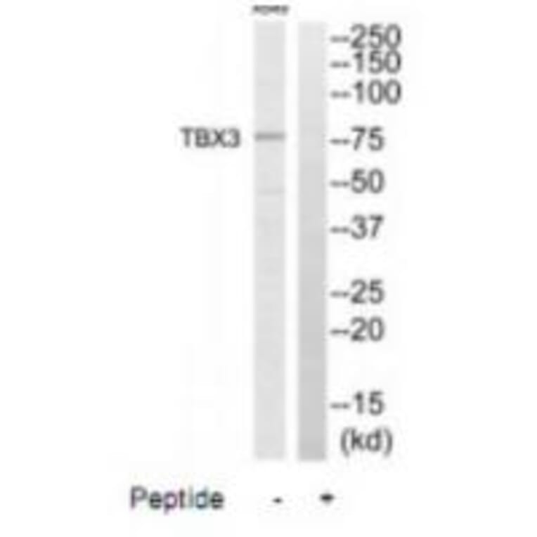 Western blot - TBX3 Antibody from Signalway Antibody (35173) - Antibodies.com