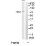 Western blot - TBX3 Antibody from Signalway Antibody (35173) - Antibodies.com