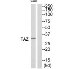 Western blot - TAZ Antibody from Signalway Antibody (35176) - Antibodies.com